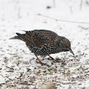 Common Starling