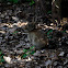 Konijn (Oryctolagus cuniculus)