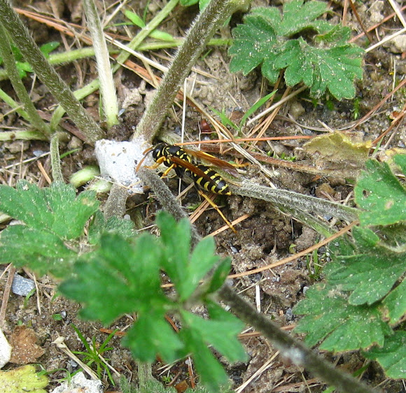 Spotting Image 1