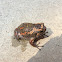 Sri Lankan Painted Frog