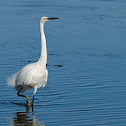 Garceta común (Litle Egret)