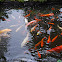 Koi