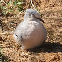 Rolinha-de-Asa-Canela