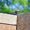 Texas Spiny lizard