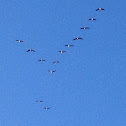 Canada Goose