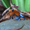 Blue Jeans Frog