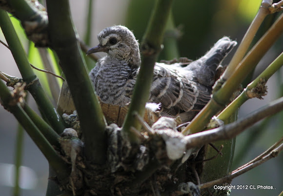 Spotting Image 1