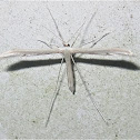 Plume Moth