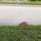 Armadillo