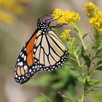 Find Monarch Butterflies and study their lifecycle