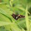 Silver-spotted Skipper
