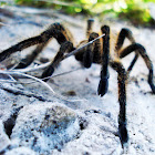 Fox Tarantula