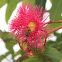 Eucalypt flower