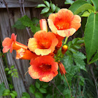 Trumpet Flower