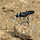 Wasps of Colorado