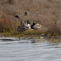 Mallard Duck