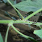 planthopper,planthopper nymphs ants