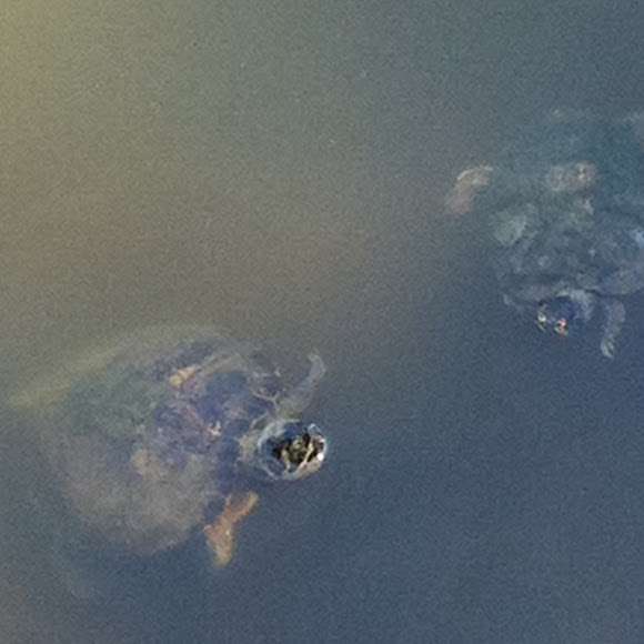 Spotting Image 1