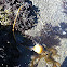 Bull kelp