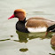 Red-crested Pochard