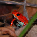 Granulated Poison Dart Frog
