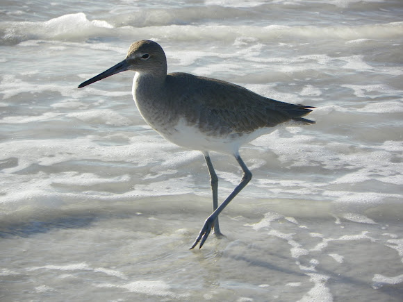 Spotting Image 1