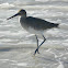 Willet