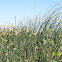 Olney Bulrush