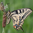 European Butterflies and Moths 