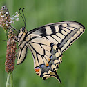 Swallowtail or Old World Swallowtail