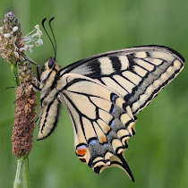 European Butterflies and Moths 