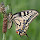 European Butterflies and Moths 