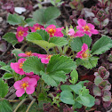 Strawberry species