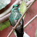 Green-crowned Brilliant Hummingbird