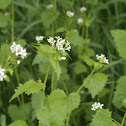Hedge Garlic, Knoblauchsrauke