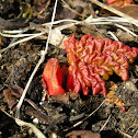 Rhubarb