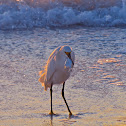 Snowy Egret