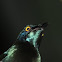 Red-shouldered Glossy-starling