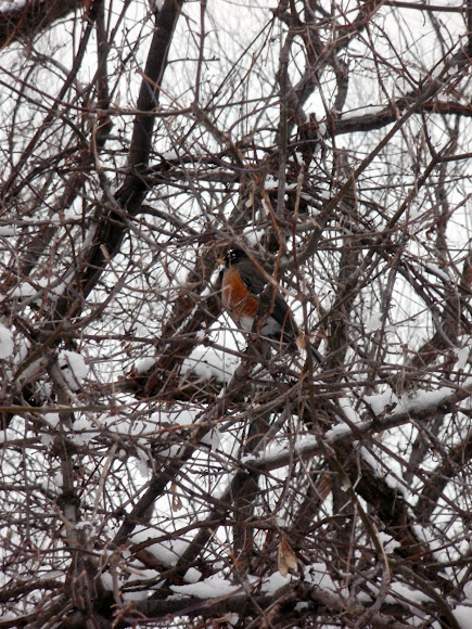 Spotting Image 1