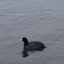 American Coot