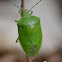 Green Stink bug