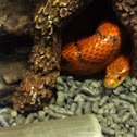 Corn snake