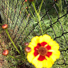 Plains Coreopsis
