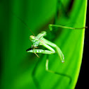 Praying Mantis