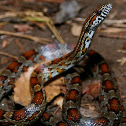 Corn Snake