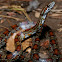 Corn Snake