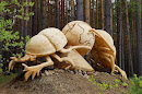 Wooden Dor Bug