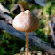 Bell-shaped Panaeolus