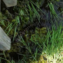 Baby alligator