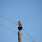 Redtail Hawk